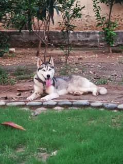 Siberian Husky, Wolf color, 2 year blue eyes female