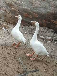 white ducks pair for sale. . .