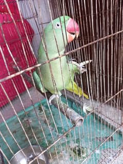 Raw parrot female