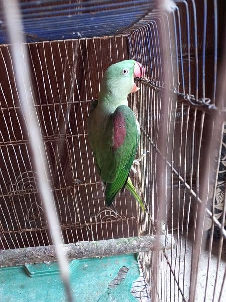 Raw parrot female 1