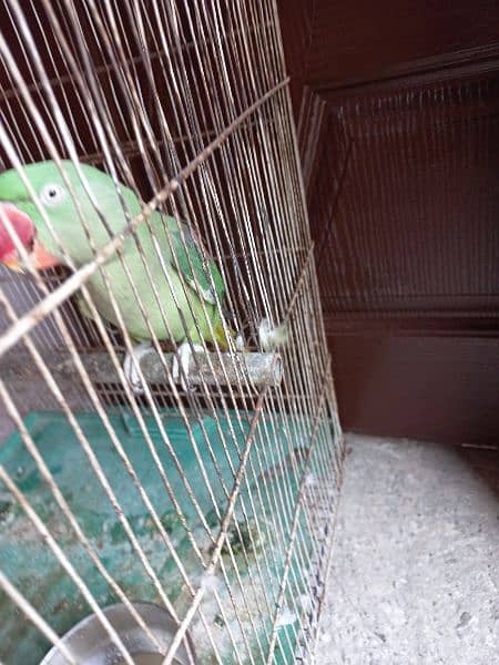 Raw parrot female 2