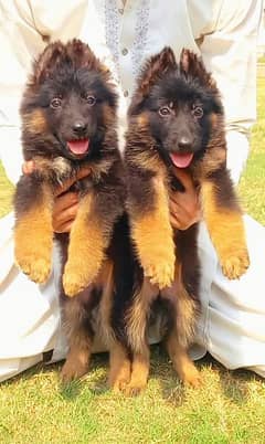 German shepherd top bloodline long coat puppies for sale