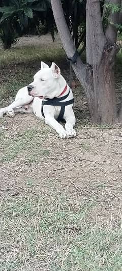 Dogo Argentino male