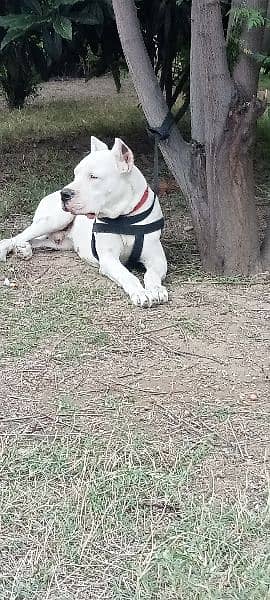 Dogo Argentino male 0