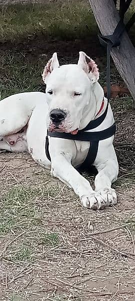 Dogo Argentino male 1