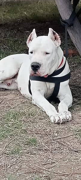 Dogo Argentino male 2