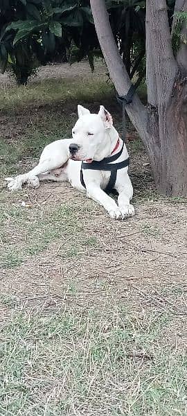 Dogo Argentino male 3