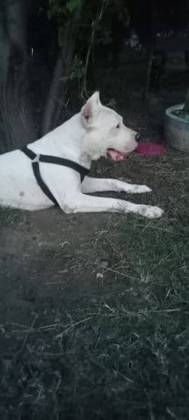 Dogo Argentino male 4