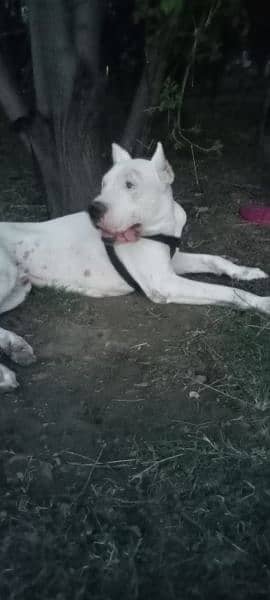 Dogo Argentino male 5