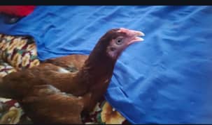 pure aseel egg laying hen for sale location khushab