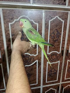 Raw Parrot Hand Tame full friendly