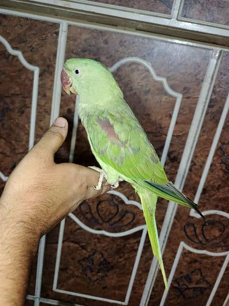 Raw Parrot Hand Tame full friendly 1