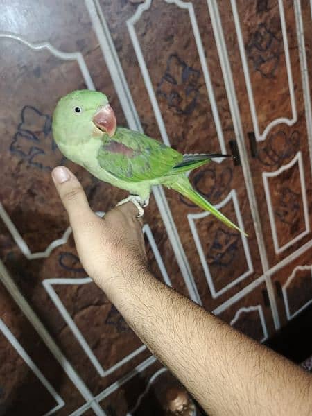 Raw Parrot Hand Tame full friendly 3