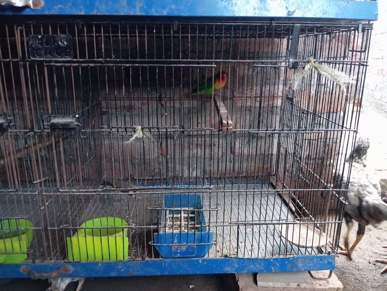 lovebirds folding cages 1