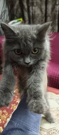 Grey Persian kitten for sale  healthy baby