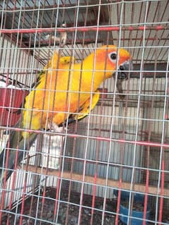 Sun conure breeder pair