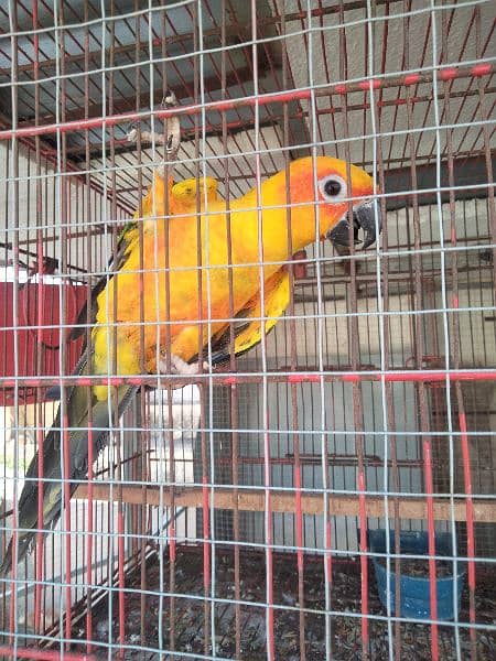 Sun conure 1