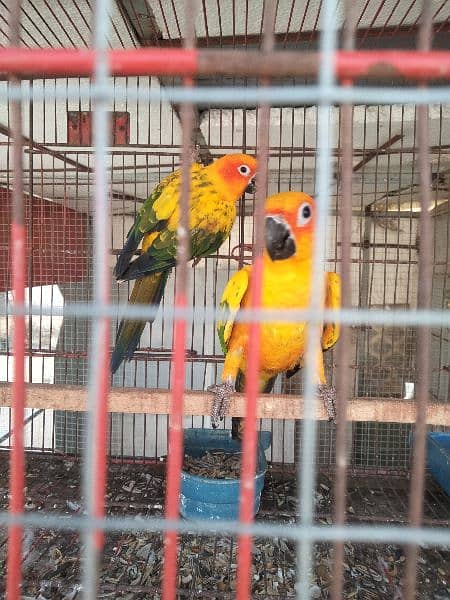 Sun conure 3