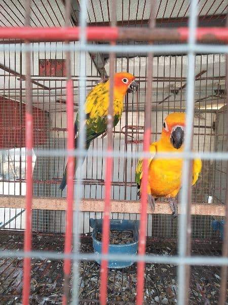 Sun conure 4