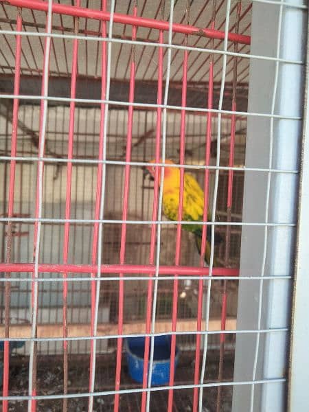 Sun conure 5