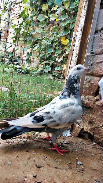 Fancy Mix 7 pigeon urgent sale 1