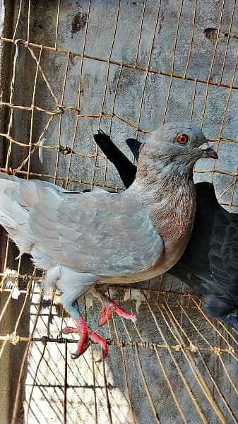 Fancy Mix 7 pigeon urgent sale 4