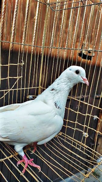 Fancy Mix 7 pigeon urgent sale 7