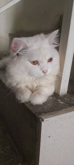 Persian male cate available for cross