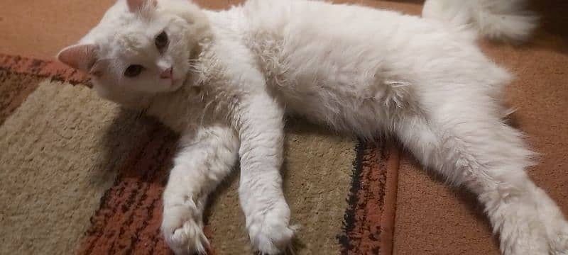 Persian male cate available for cross 1