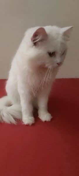 Persian male cate available for cross 2