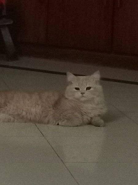 persian cat, brown colour. Male 1