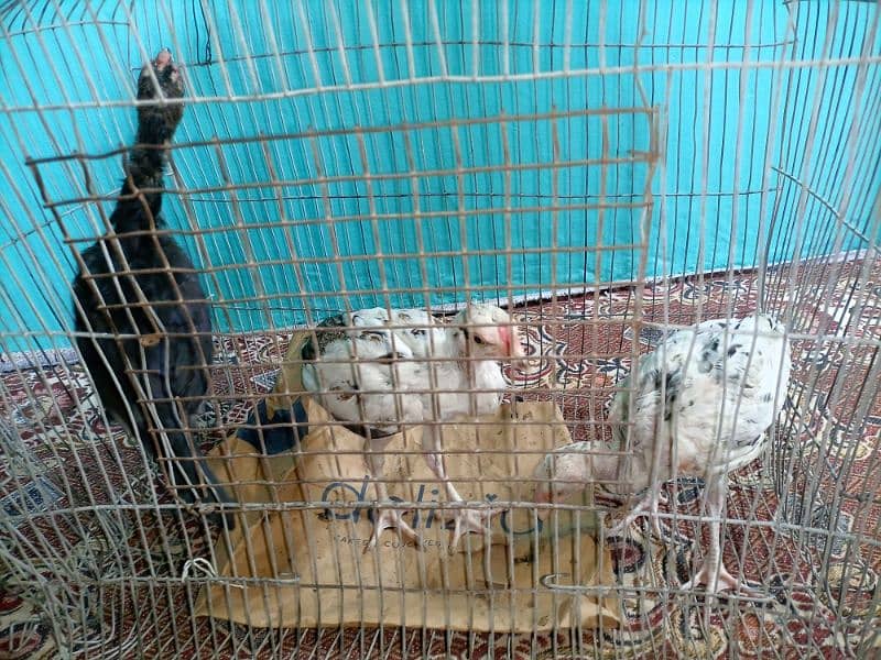 3 male aseel cheena chicks for sale age 3 months 1