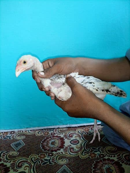 3 male aseel cheena chicks for sale age 3 months 2