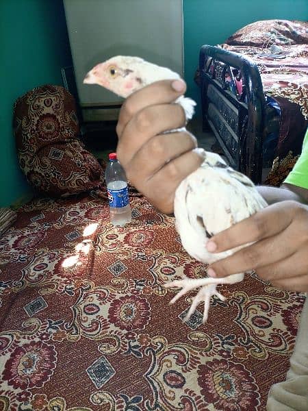 3 male aseel cheena chicks for sale age 3 months 3