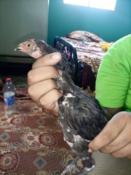 3 male aseel cheena chicks for sale age 3 months 6