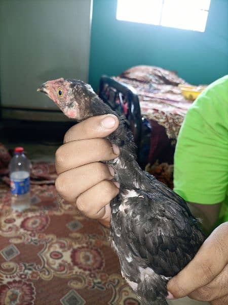 3 male aseel cheena chicks for sale age 3 months 7