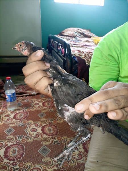 3 male aseel cheena chicks for sale age 3 months 8