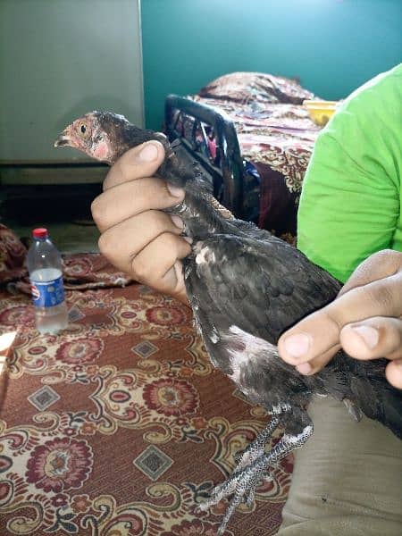 3 male aseel cheena chicks for sale age 3 months 9