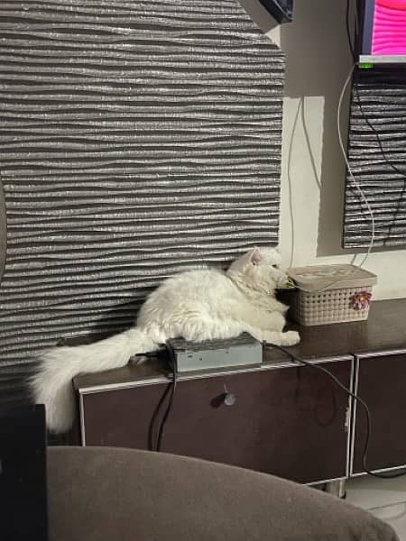 Persian Cat ( 9 month old ) 0