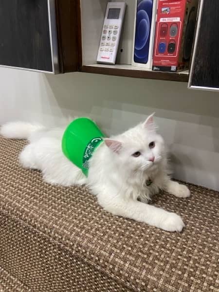 Persian Cat ( 9 month old ) 1