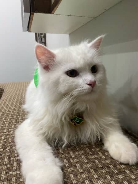 Persian Cat ( 9 month old ) 3