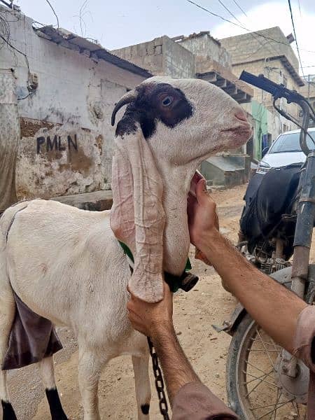 cross faisalabadi bakri 1