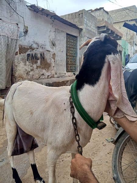 cross faisalabadi bakri 2