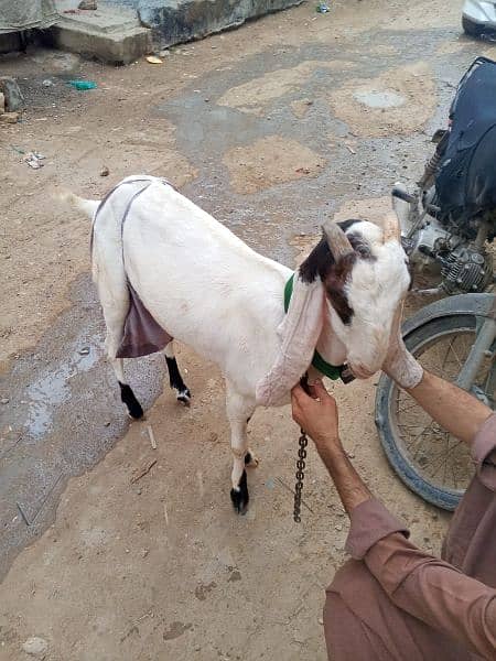 cross faisalabadi bakri 3