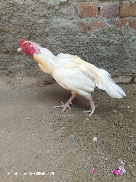 aseel mainwali Heera  for sale 2