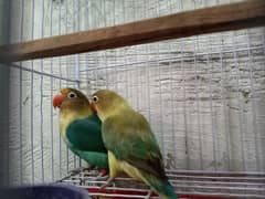 Love Birds 2 Pairs