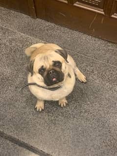 Pug for sale