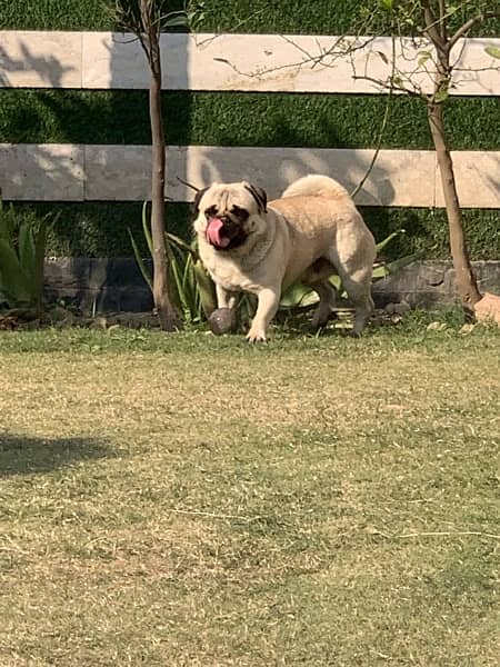 Pug for sale 1