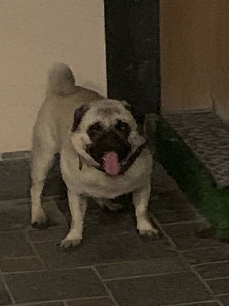 Pug for sale 2