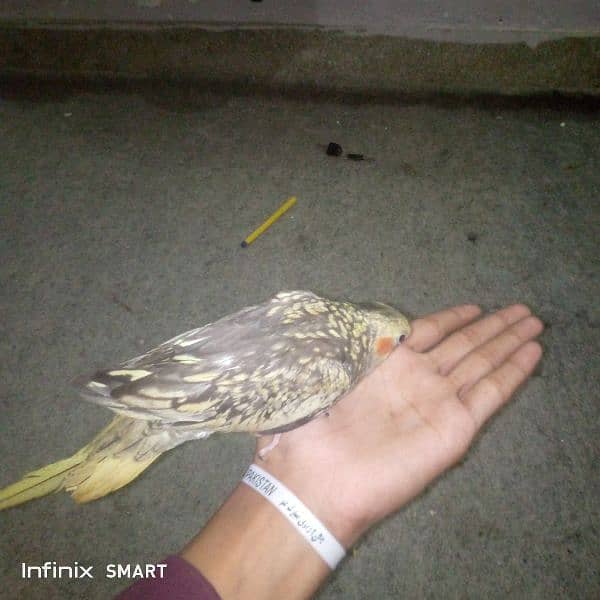 Female Cocktiel Parrot 1